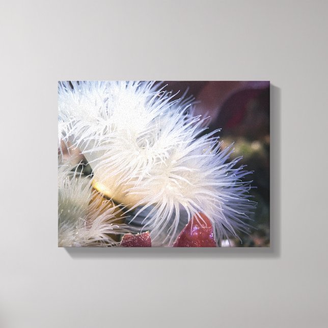 Plumose Anemone - Wrapped Canvas (Front)