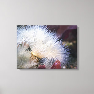 Plumose Anemone - Wrapped Canvas