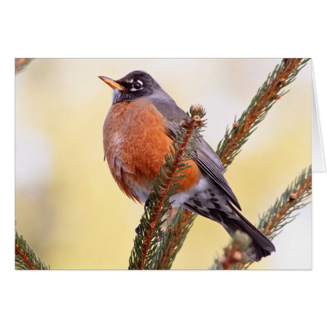 Plump Robin (Front Horizontal)