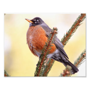 Plump Robin Photo Print