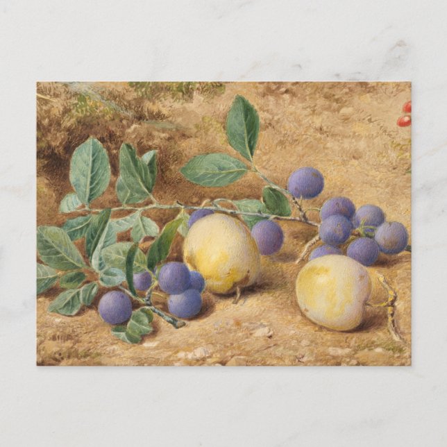 Plums by John William Hill Postcard (Front)