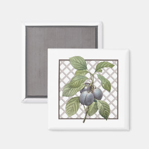 PLUMS MAGNET