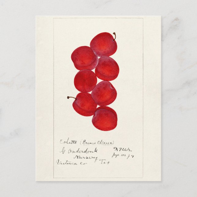 Plums (Prunus Domestica) Fruit Watercolor Painting Postcard (Front)
