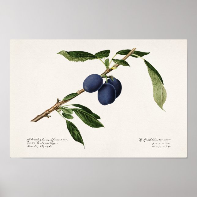 Plums (Prunus Domestica) Fruit Watercolor Painting Poster (Front)