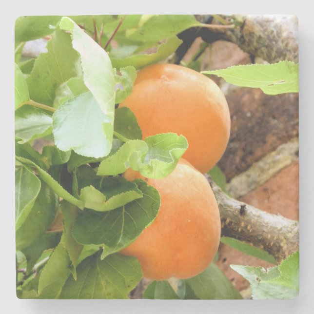 PLUMS STONE COASTER (Front)