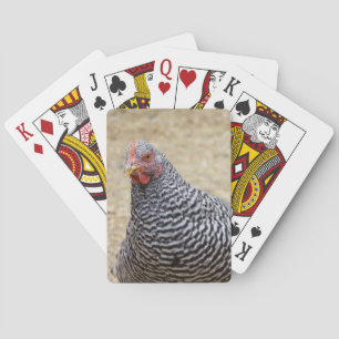 Plymouth Barred Rock Hen Photograph Playing Cards
