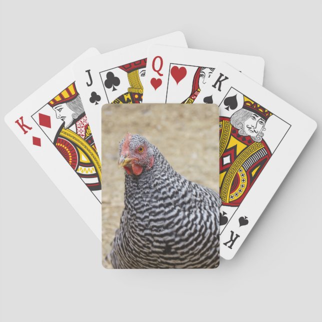 Plymouth Barred Rock Hen Photograph Playing Cards (Back)