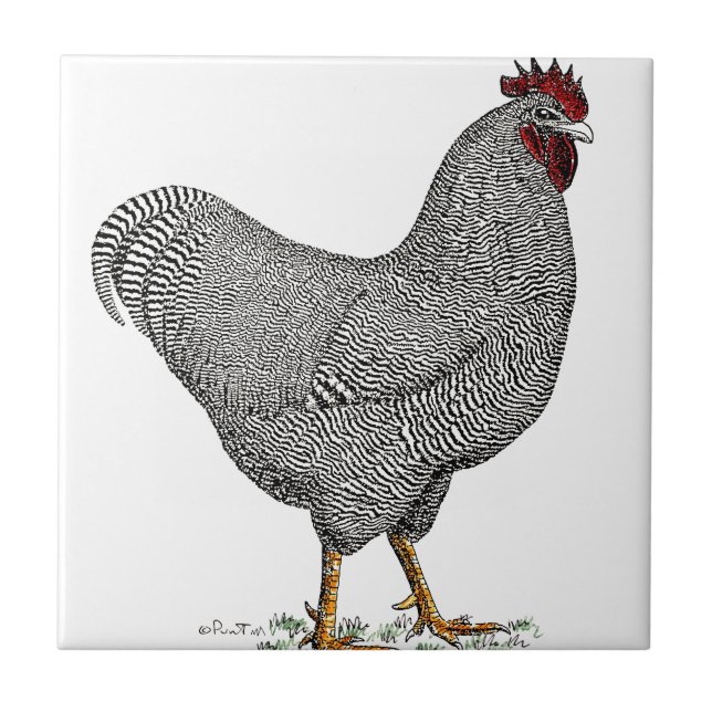 Plymouth Rock Chicken Drawing Tile (Front)