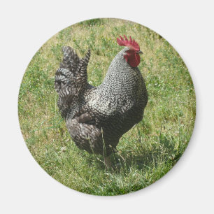 Plymouth Rock Chicken Magnet