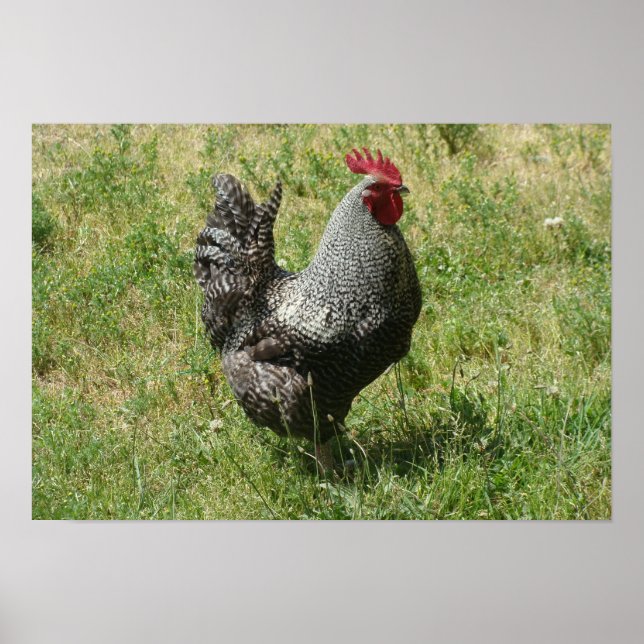 Plymouth Rock Chicken Poster (Front)