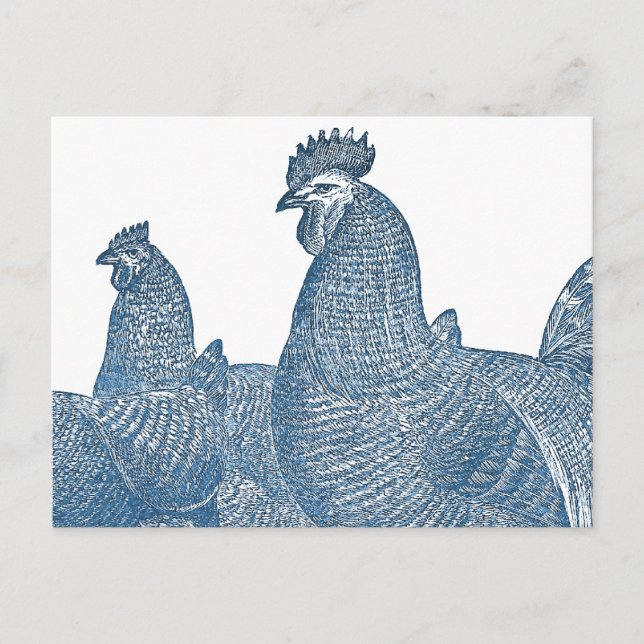 Plymouth Rock Chickens Antique Blue Rooster Hens Postcard (Front)