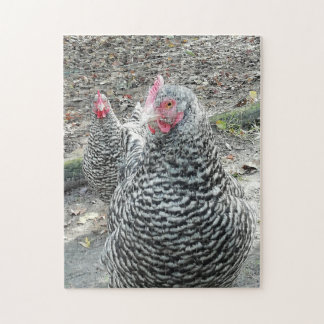 Plymouth Rock chickens in the farmyard. Jigsaw Puzzle