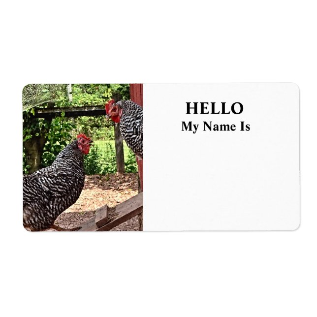 Plymouth Rock Hens (Front)