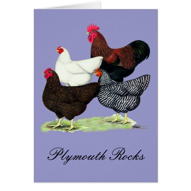 Plymouth Rock Quartet (Front)