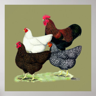 Plymouth Rock Quartet Poster
