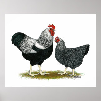 Plymouth Rock: Silver Penciled Pair Poster