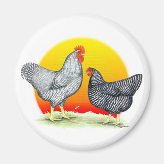 Plymouth Rocks: Sunrise Magnet