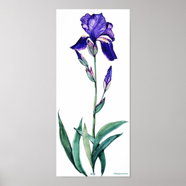 PMACarlson Elegant Iris Poster (Front)