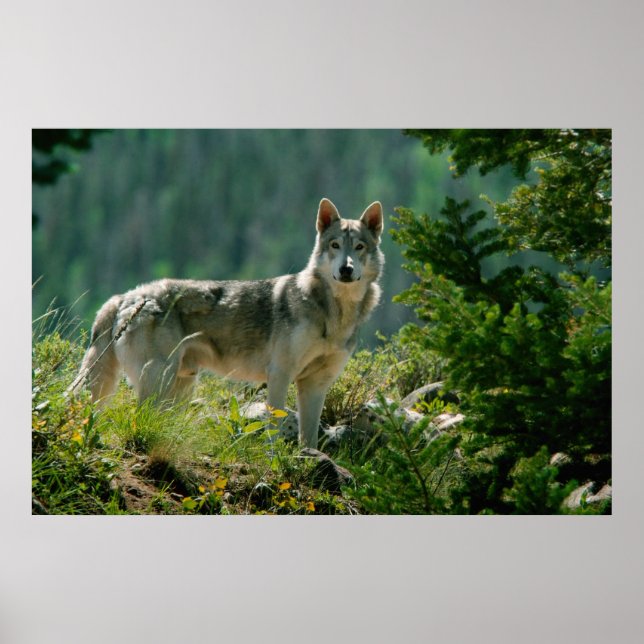 Poaster Poster (Front)