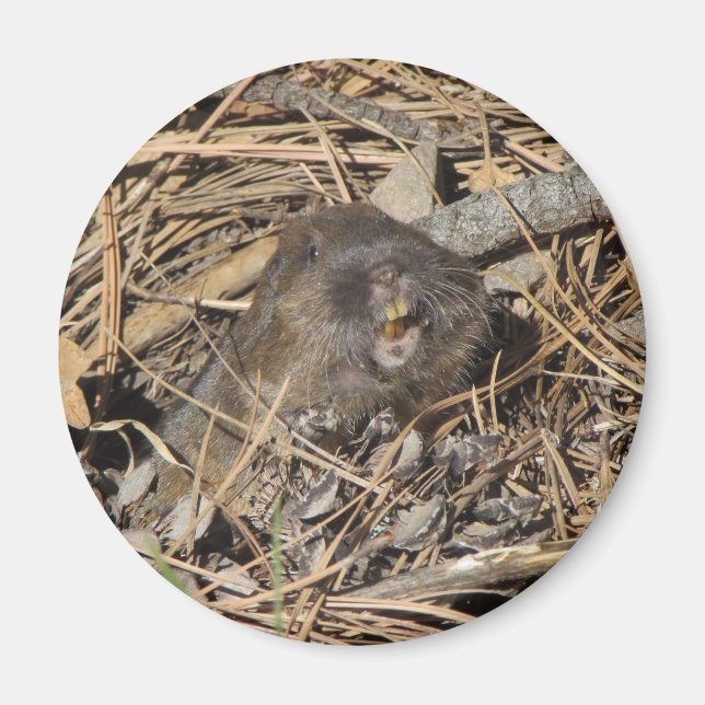 Pocket Gopher Magnet (Front)
