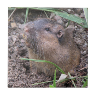 Pocket Gopher Tile