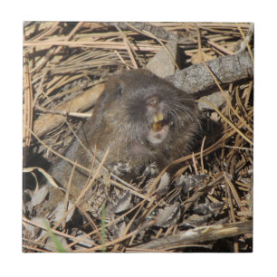 Pocket Gopher Tile