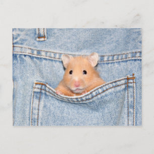 pocket pet postcard