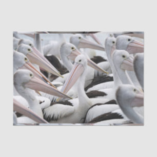 Pod of Pelicans Tissue Paper