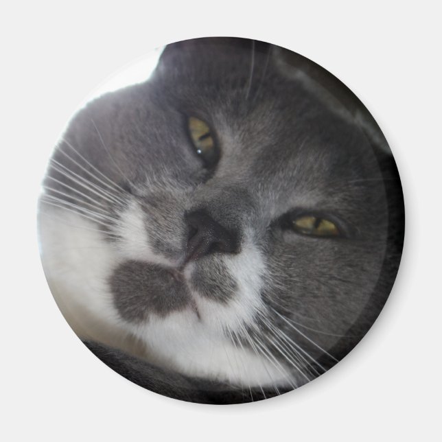 Poe 2 magnet (Front)