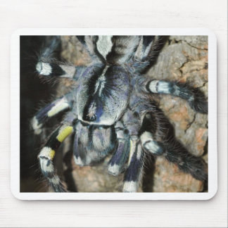Poecilotheria regalis mouse pad