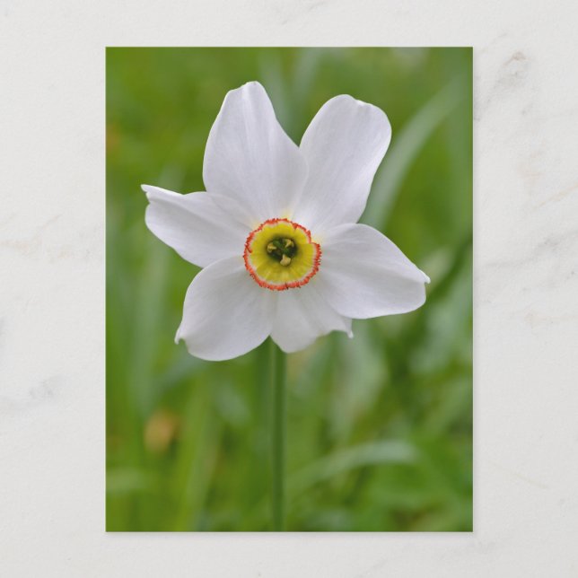 Poeticus Daffodil postcard (Front)
