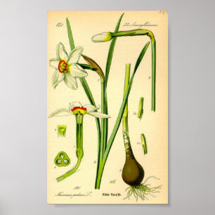 Poet's Daffodil (Narcissus poeticus) Poster