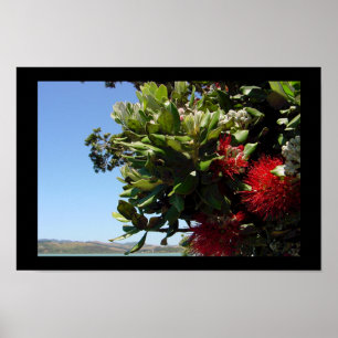 Pohutakawa Tree Blossom Poster