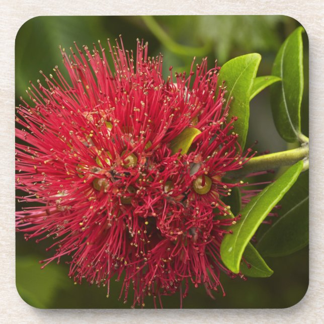 Pohutukawa Flower, Dunedin Coaster (Front)