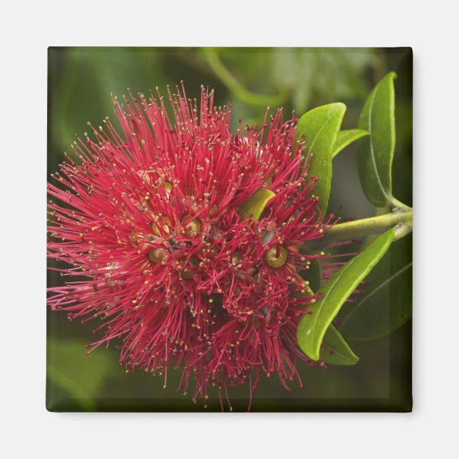Pohutukawa Flower, Dunedin Magnet (Front)