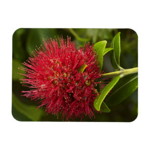 Pohutukawa Flower, Dunedin Magnet