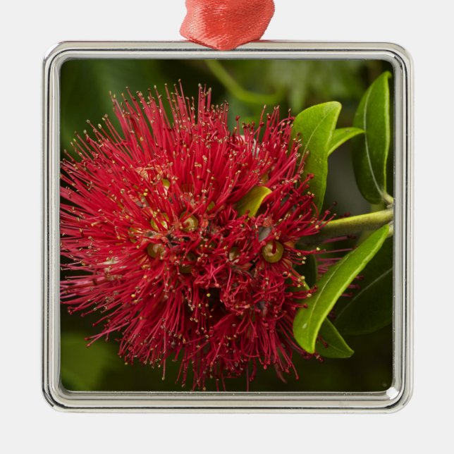 Pohutukawa Flower, Dunedin Metal Tree Decoration (Front)