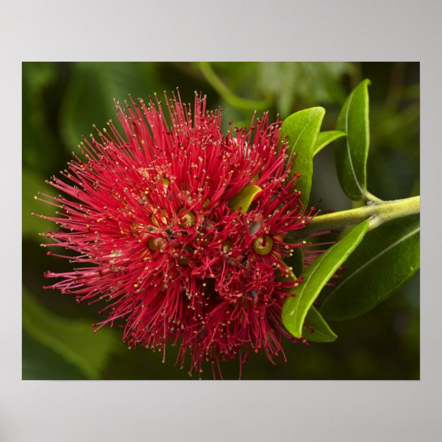 Pohutukawa Flower, Dunedin Poster (Front)
