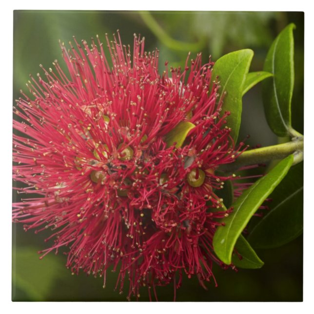 Pohutukawa Flower, Dunedin Tile (Front)