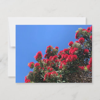 Pohutukawa Postcard 1