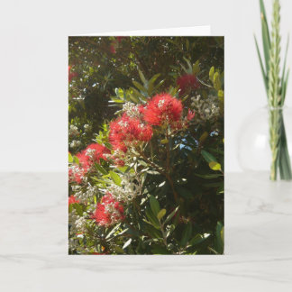 Pohutukawa tree holiday card