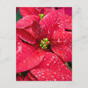 Poinsetta Closeup Postcard