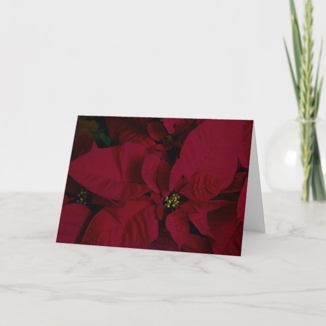Poinsettia #7 card (Front)