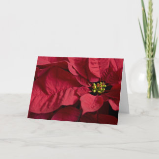 Poinsettia #8 card