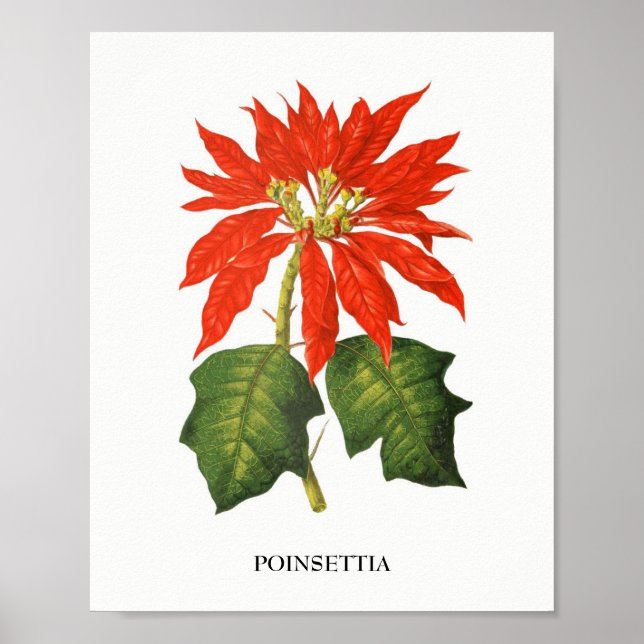 Poinsettia Botanical Print (Front)