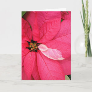 Poinsettia Christmas Card