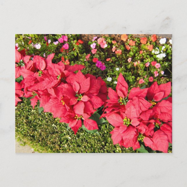 Poinsettia Garden Postcard (Front)