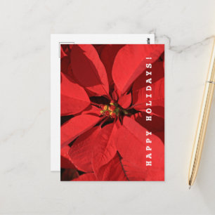 Poinsettia Happy Holidays  Postcard
