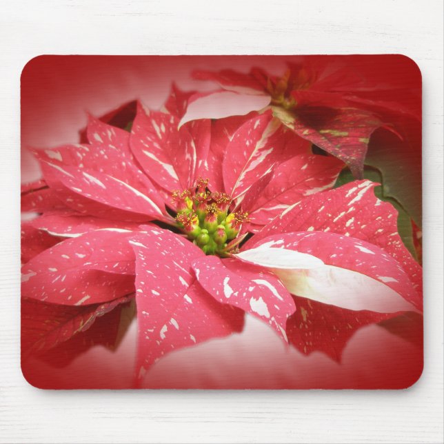 Poinsettia in Red and White Mouse Pad (Front)