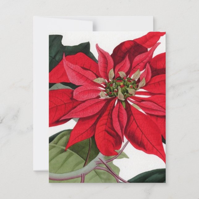 Poinsettia Invitation (Front)